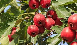 山楂加工爆料视频教程下载,从采摘到成品，一网打尽制作秘诀