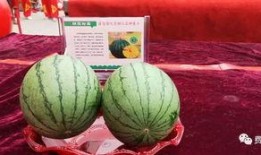 二饼康县网红吃瓜,揭秘当地美食背后的故事